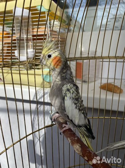 Попугай Карелла