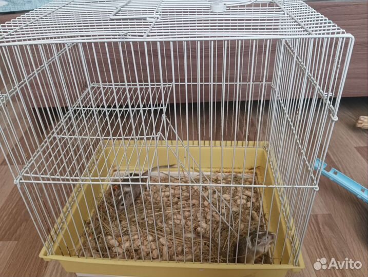 Песчанки с клеткой