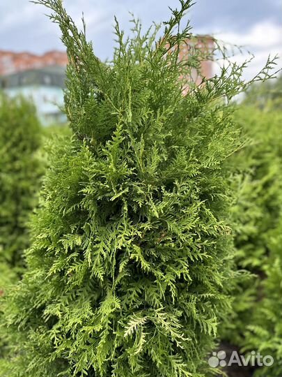 Туя Брабант из питомника