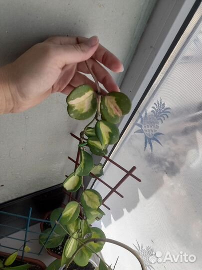 Хойя на срез