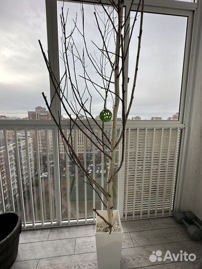 Дерево для птиц попугаев
