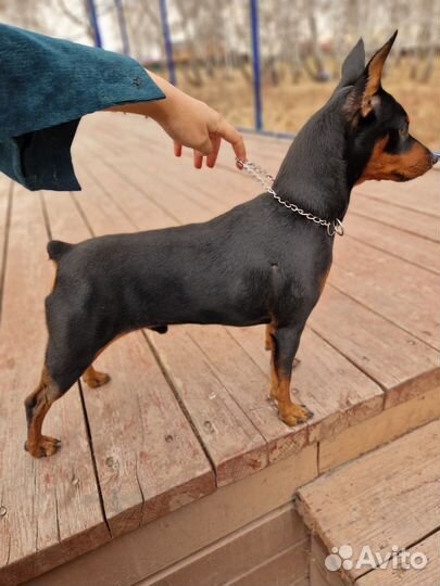 Щенки цвергпинчера