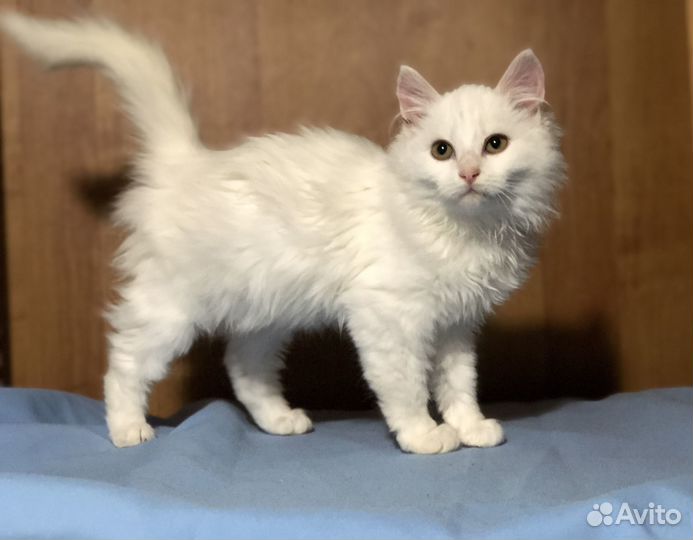 Котёнок девочка