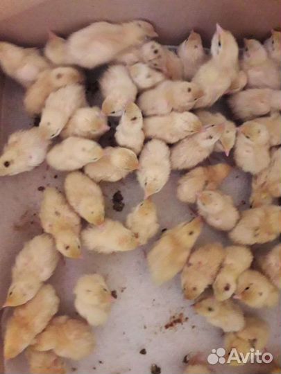 Перепелята