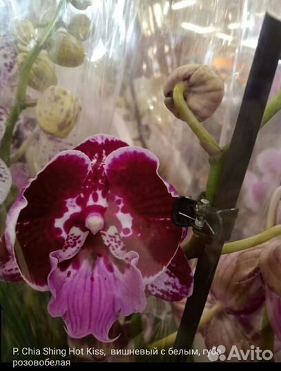Орхидея фаленопсис вишневый Hot Kiss