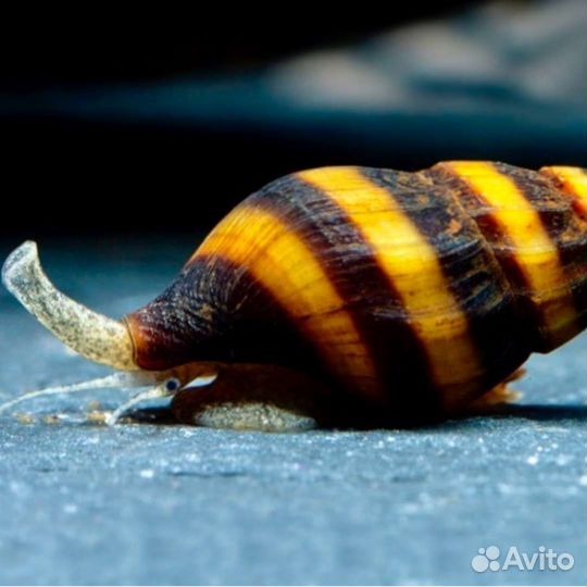 Улитки аквариумные