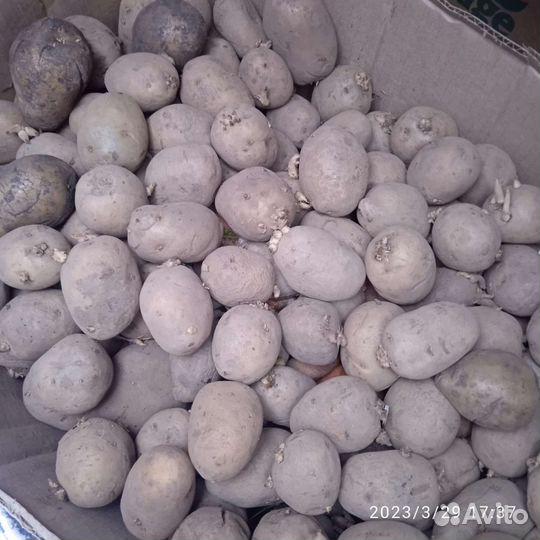 Картофель на посадку