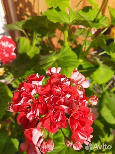 Пеларгония герань срез