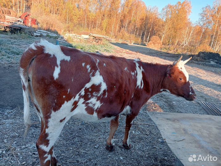 Корова породистая (Айширская)