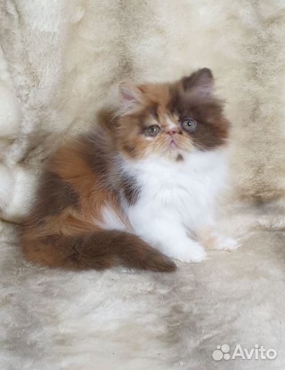 Персидский котёнок(продан)