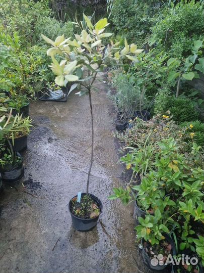 Дуб каменный вечнозеленый