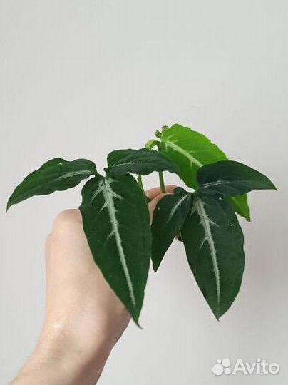 Сингониум, монстера