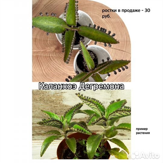 Комнатные растения