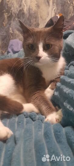 Кошечка в добрые руки