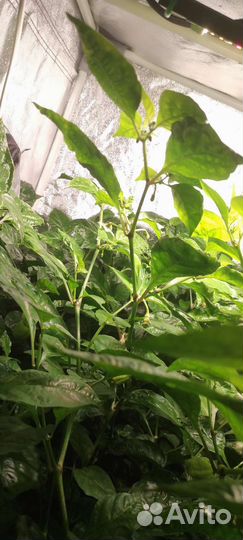 Перец Каролина Рипер/Carolina Reaper