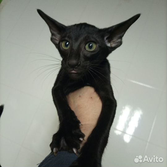 Ориентальная котята, год кота