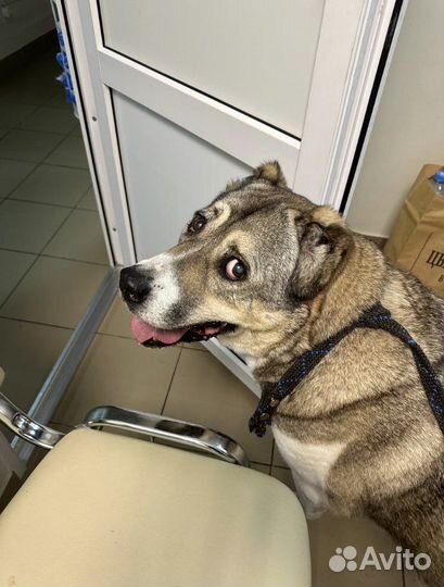 Собака в добрые руки отдам бесплатно