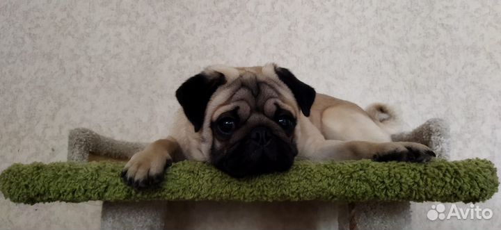 Мопс