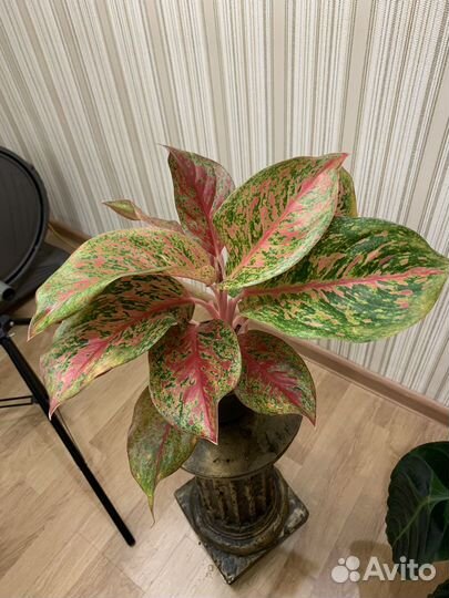 Аглаонема спринг ред