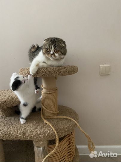 Котята