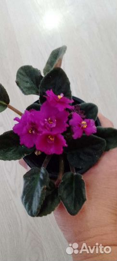 Фиалка синяя и бордовая