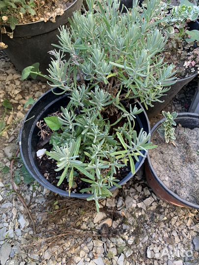 Юкка, лаванда, вербейник монетчатый, папоротник