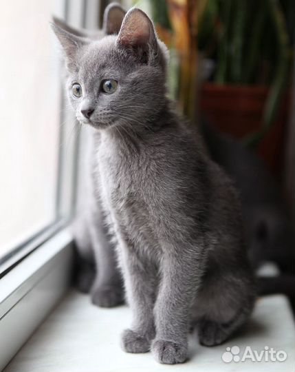 Туман -Котенок -полукровка с русской голубой-2 мес