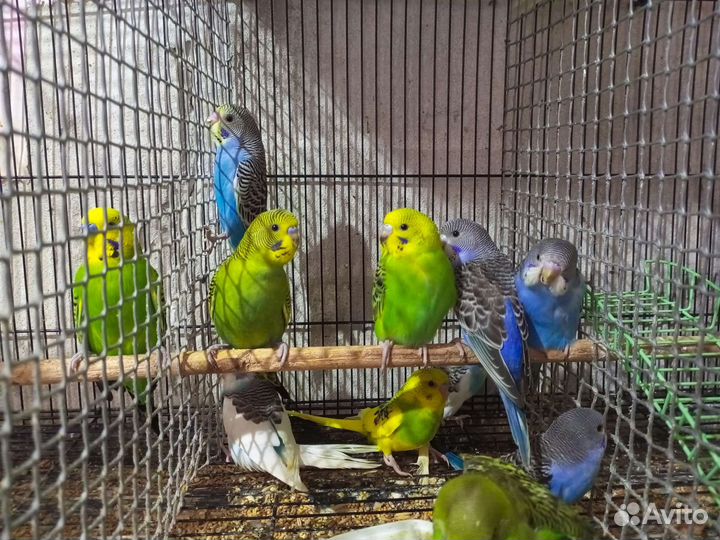 Молодые Волнистые попугаи