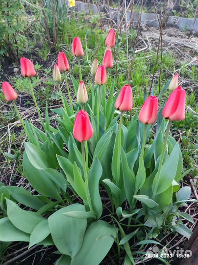 Луковицы тюльпана