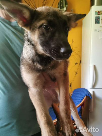 Щенки в добрые руки