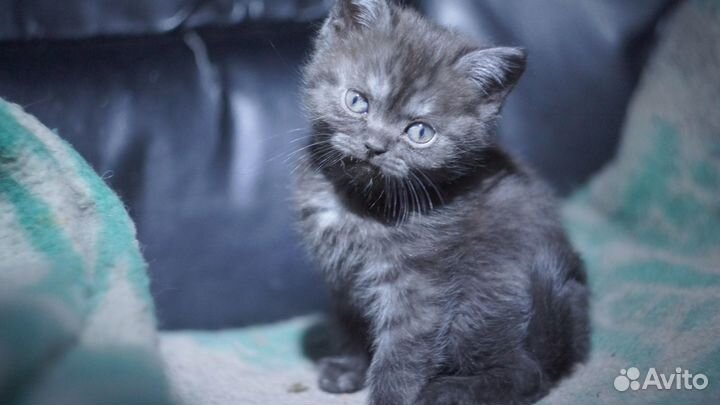 Британский котёнок