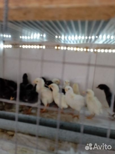 Цыплята несушки подрощенные