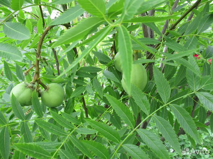 Чекалкин орех -семена