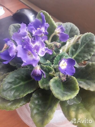 Цветущая фиалка