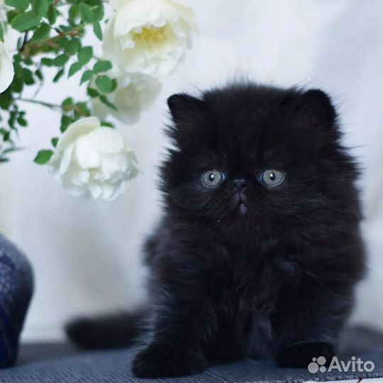 Черная Мамба