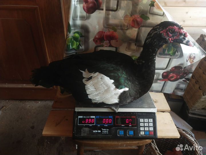 Инкубационное яйцо индоутки