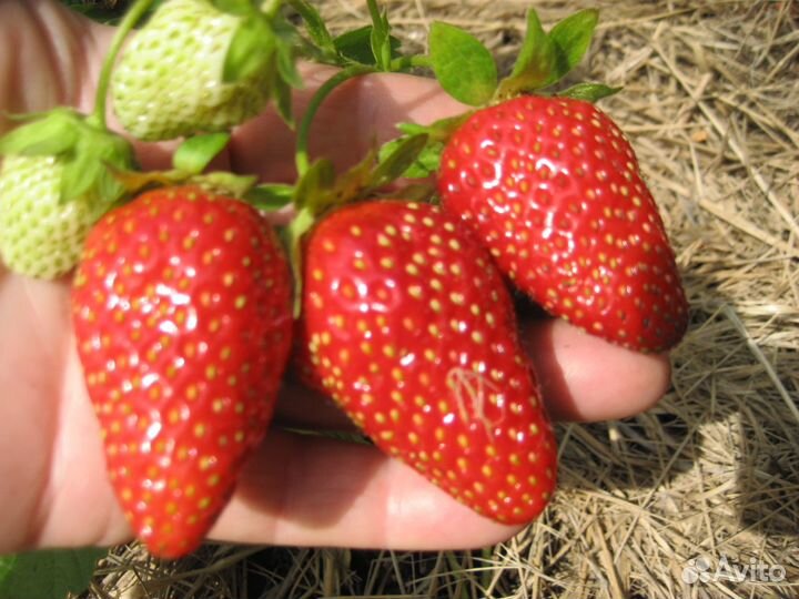 Клубника ремонтантная Мурано