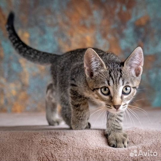 Котята бесплатно