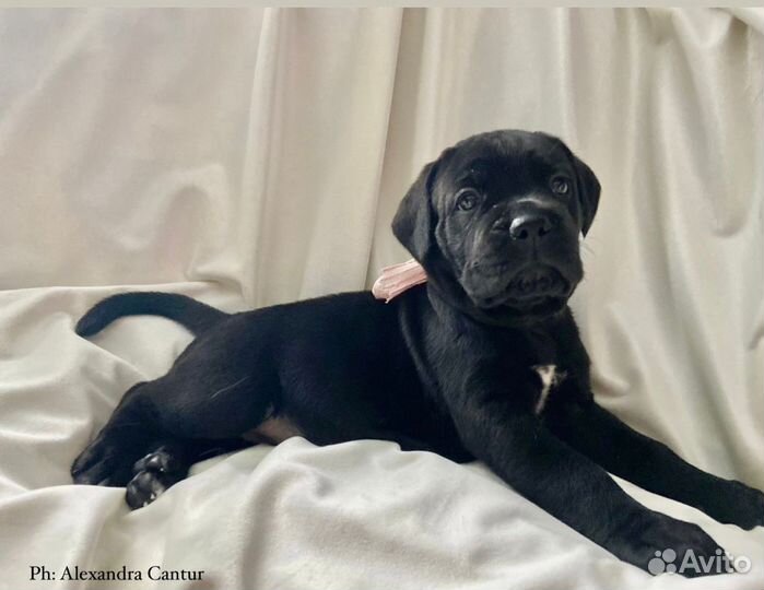 Долгожданный помет чемпионов РКФ