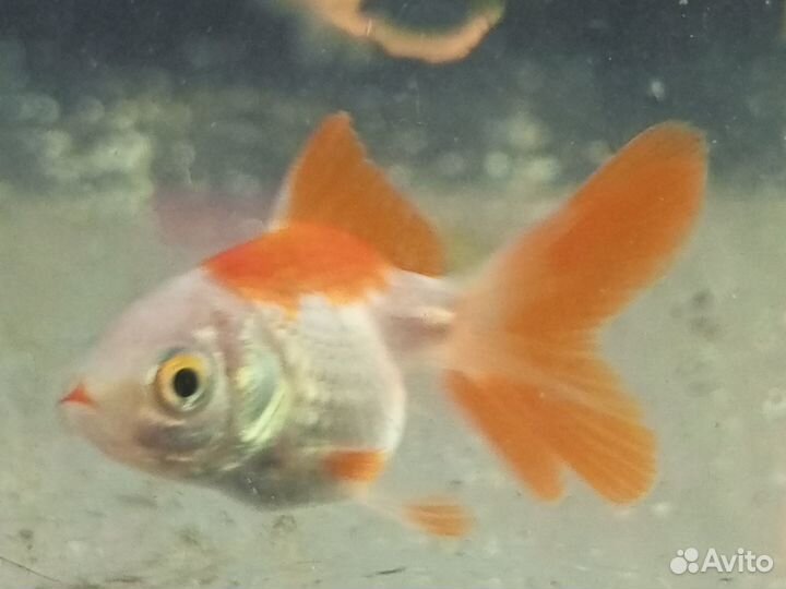 Рыбка оранда