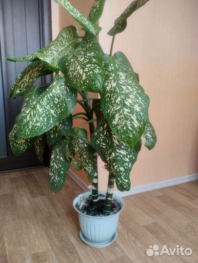 Диффенбахия