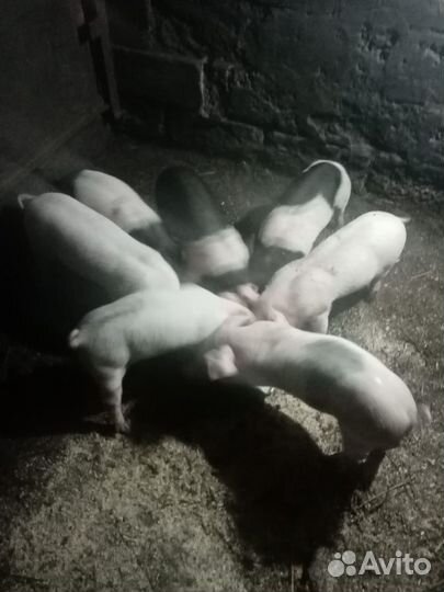 Поросята