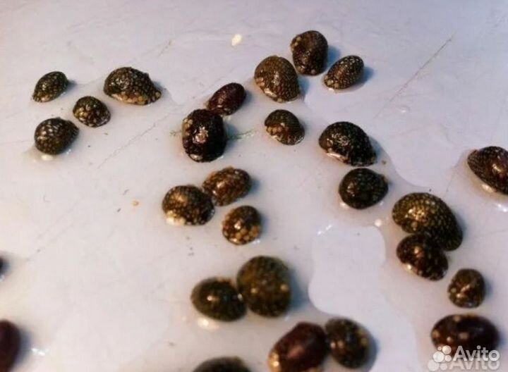 Теодоксус улитка в аквариумном магазине