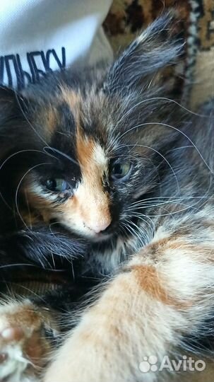 Котята от кошки мышловки