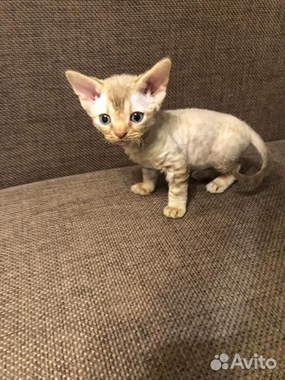 Котята девон-рекс