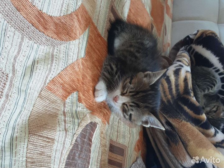 Кошка в дар бесплатно