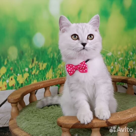 Британская шиншилла девочка