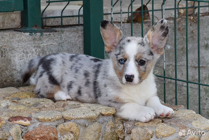 Вельш-корги кардиган