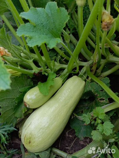 Кабачки свежие домашние