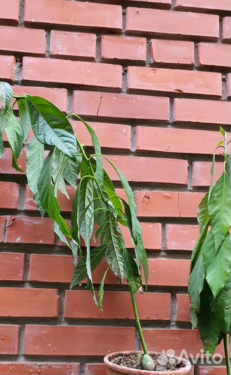 Авокадо разные возраст от года до 2х лет